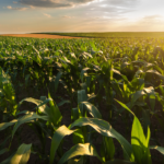 Com vertical consolidada, SEIDOR conecta o Agro 5.0 com estratégia de negócios das empresas do setor