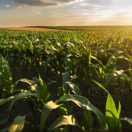 Com vertical consolidada, SEIDOR conecta o Agro 5.0 com estratégia de negócios das empresas do setor