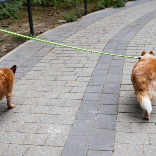 Cobasi promove arte urbana e adoção de pets em ação gratuita próxima ao Monumento às Bandeiras